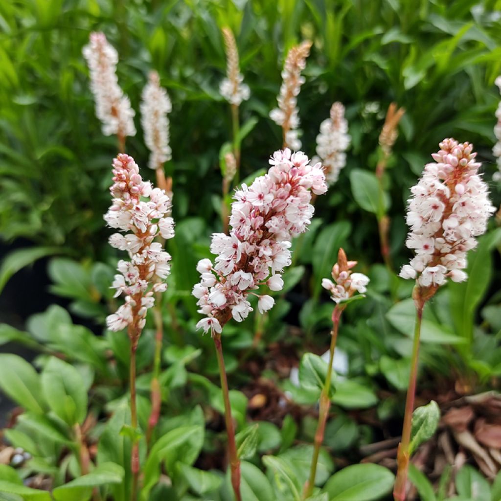 Persicaria affinis Donald Lowndes