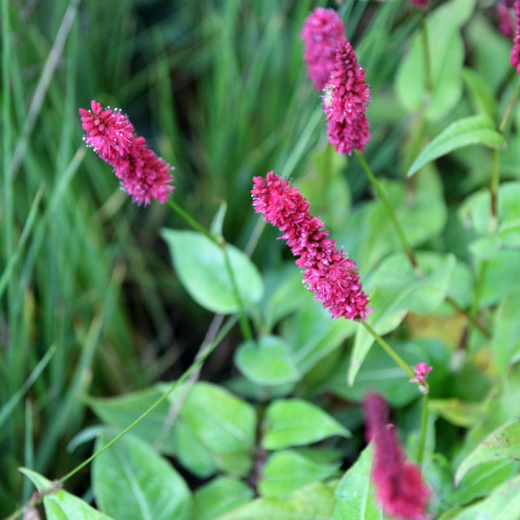 Persicaria amplexicaulis Blackfield