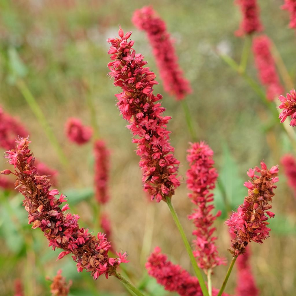 Persicaria amplexicaulis Fat Domino