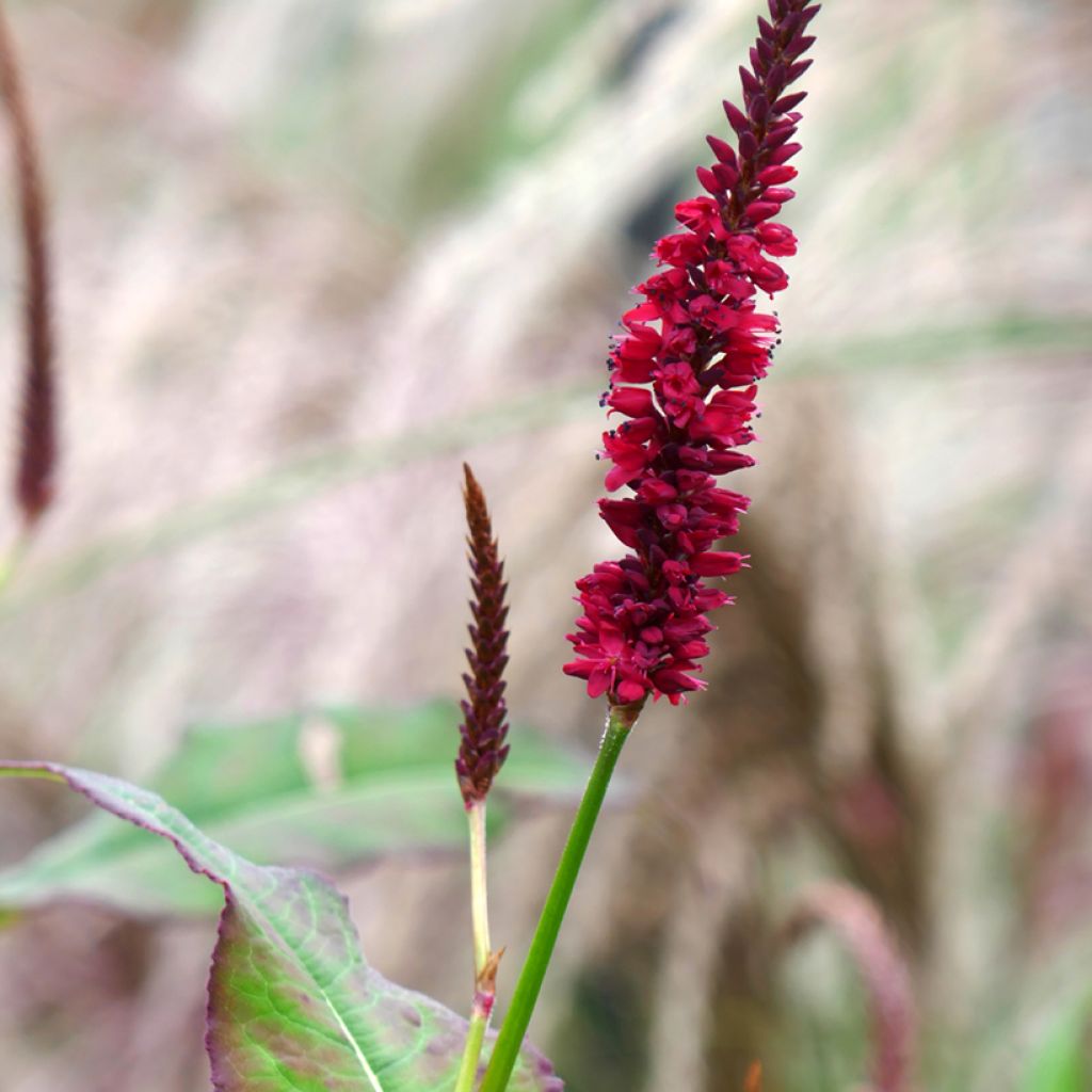 Persicaria amplexicaulis Inverleith