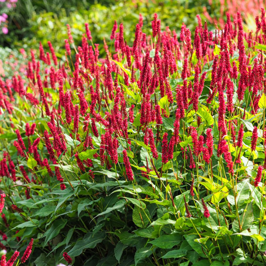 Persicaria amplexicaulis Vesuvius