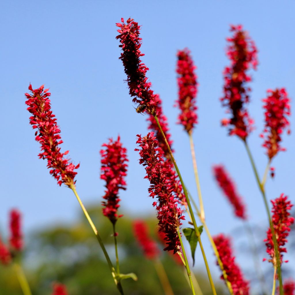 Persicaria amplexicaulis Vesuvius