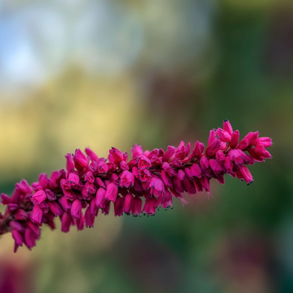 Persicaria amplexicaulis var. pendula