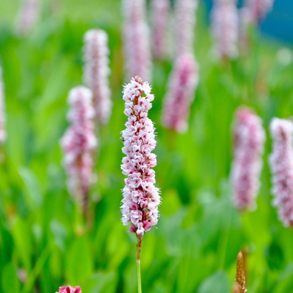 Persicaria bistorta Superba - Bistorta