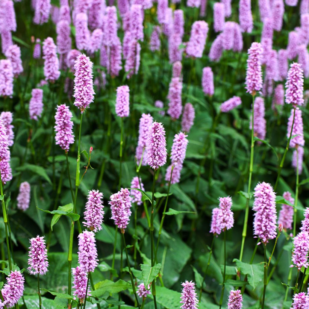 Persicaria bistorta Superba - Bistorta