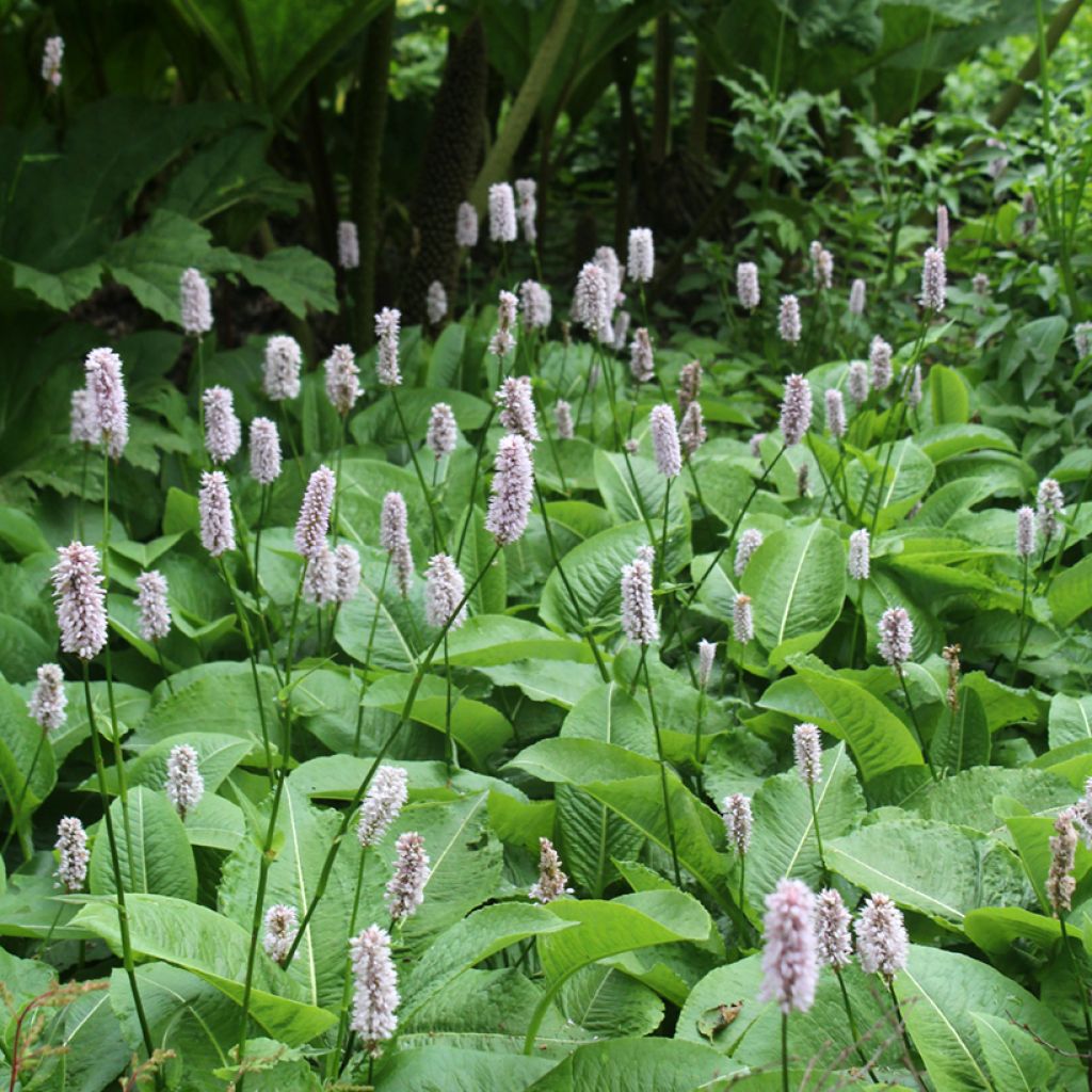 Persicaria bistorta Superba - Bistorta