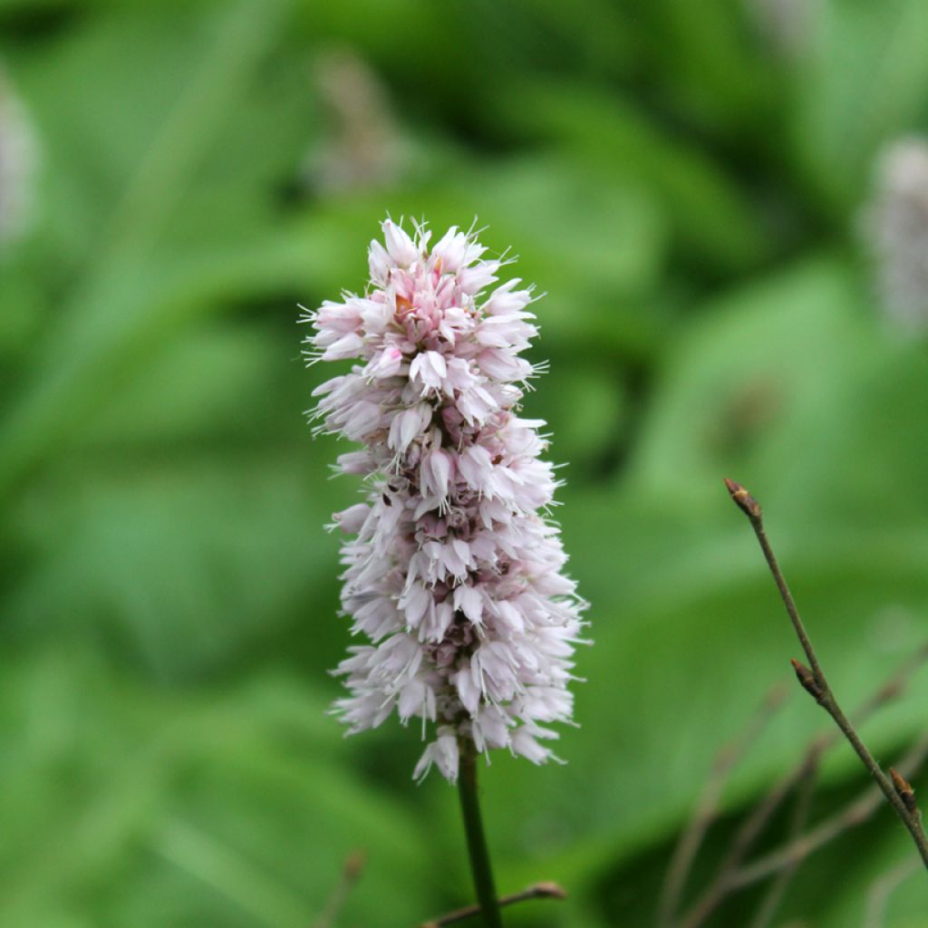 Persicaria bistorta Superba - Bistorta