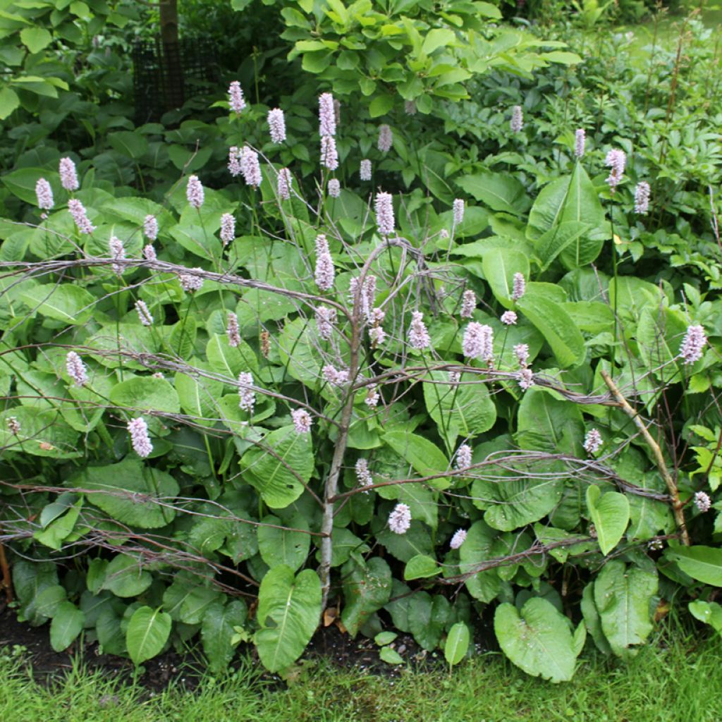 Persicaria bistorta Superba - Bistorta