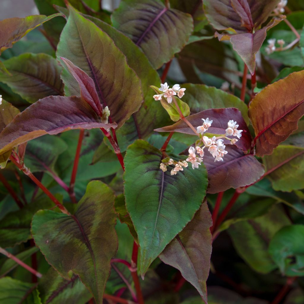 Persicaria microcephala Red Dragon