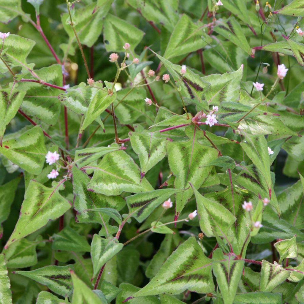 Persicaria runcinata Purple Fantasy