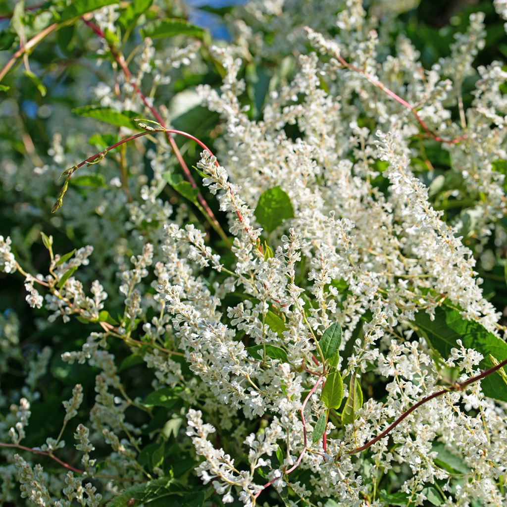 Fallopia aubertii