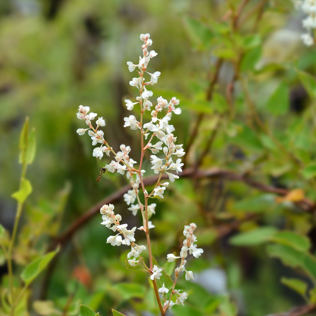 Fallopia aubertii