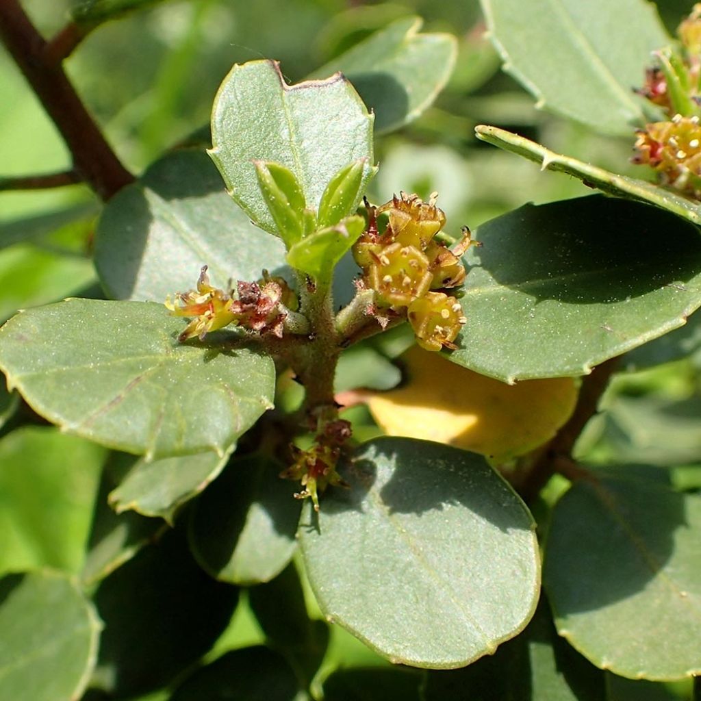 Rhamnus alaternus - Alaterne