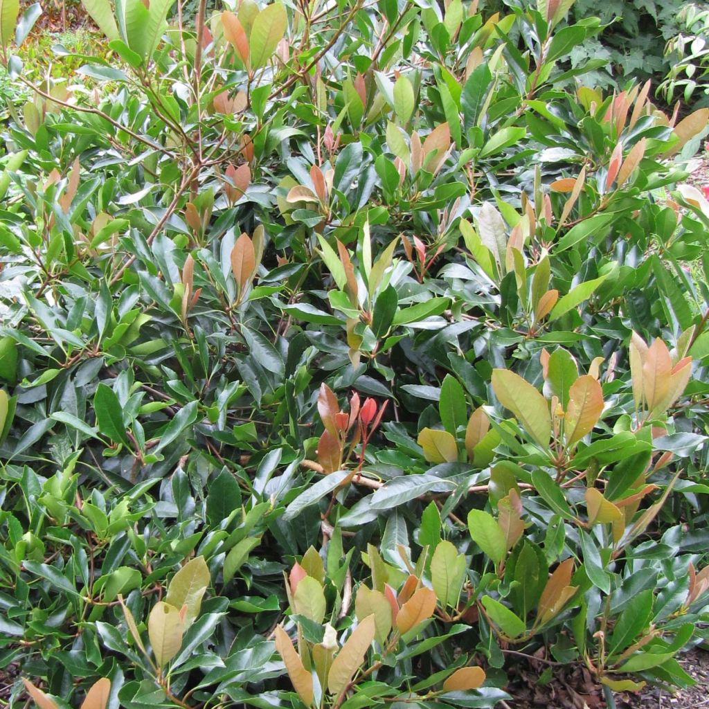 Rhaphiolepis umbellata Ovata - Raphiolépis du Japon