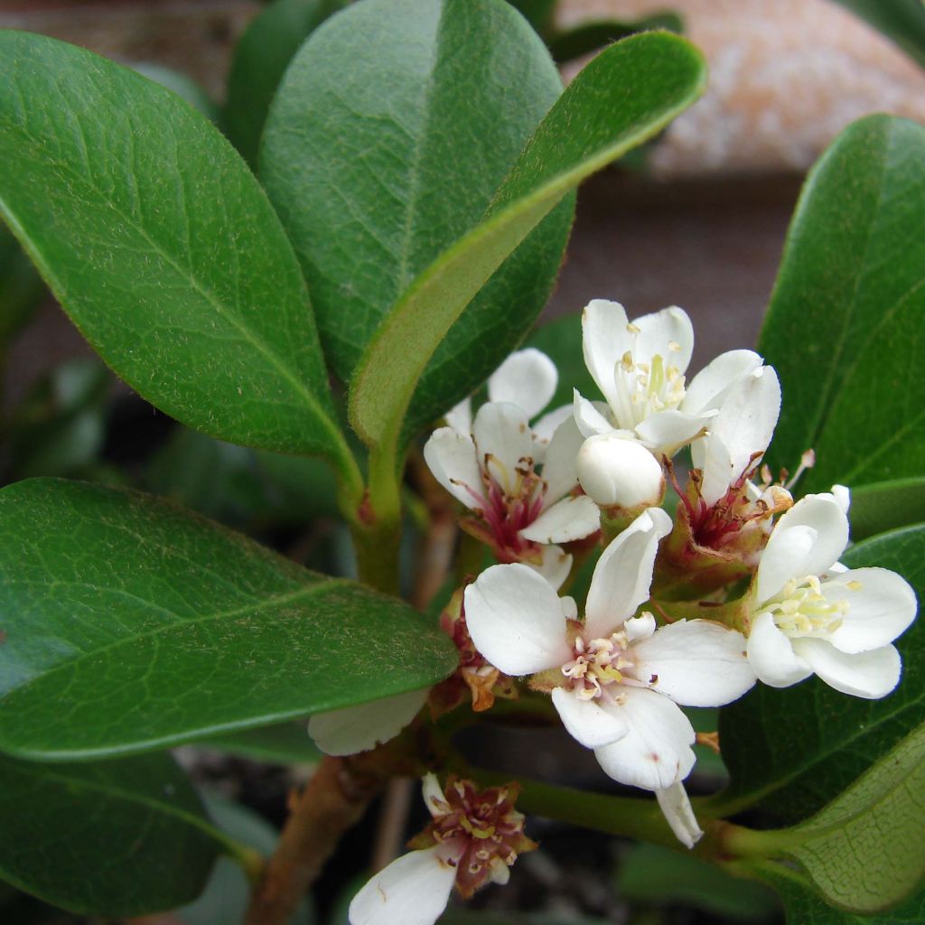 Rhaphiolepis umbellata Ovata - Raphiolépis du Japon