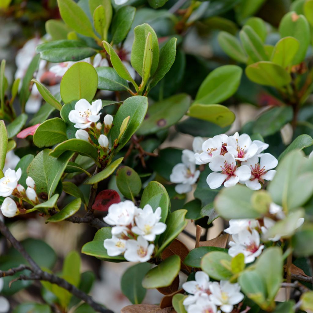 Rhaphiolepis umbellata