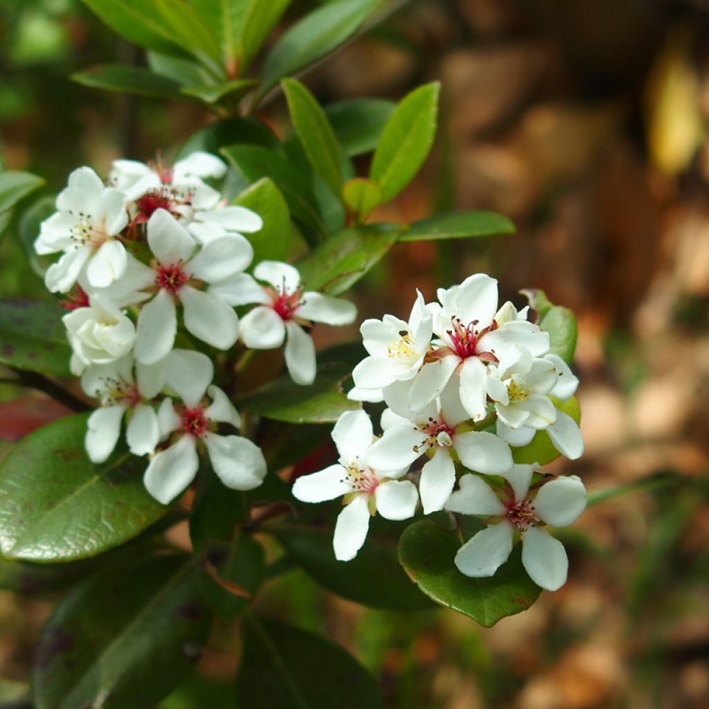 Rhaphiolepis umbellata