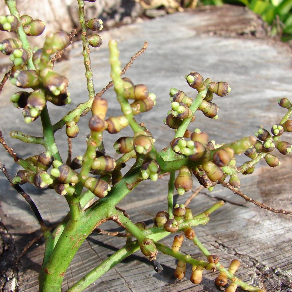 Rhapis excelsa - Palmier bambou