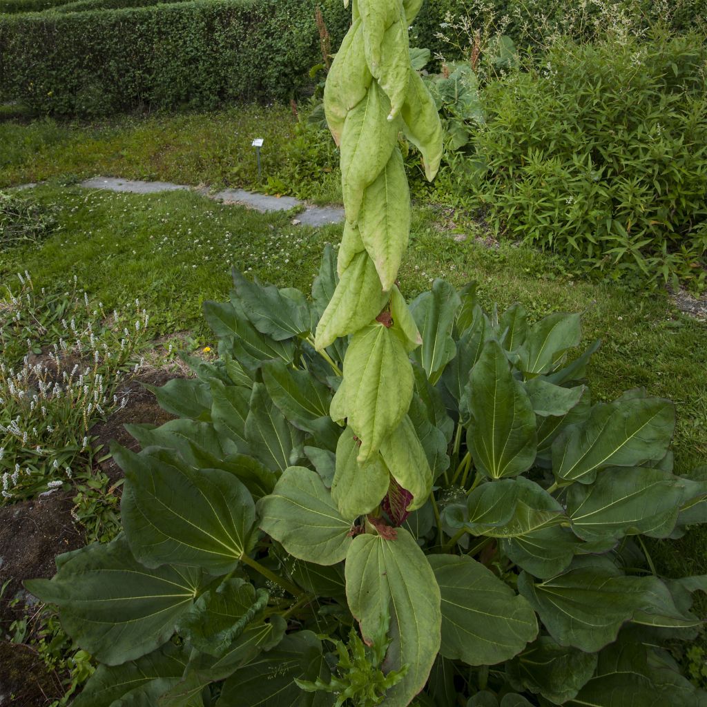 Rheum alexandrae - Rabarbaro ornementale