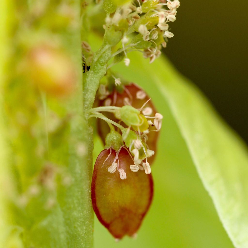 Rheum alexandrae - Rabarbaro ornementale