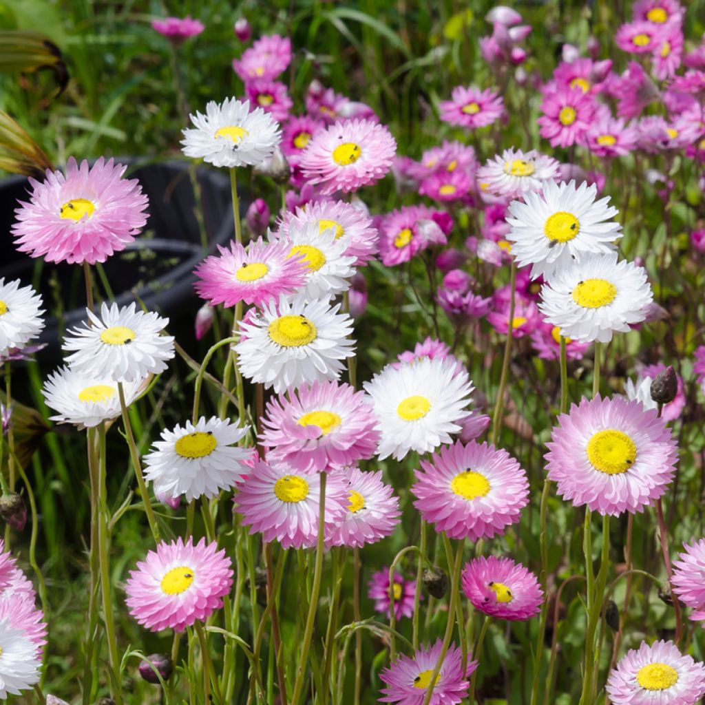 Helipterum manglesii Mix - Rodanthe