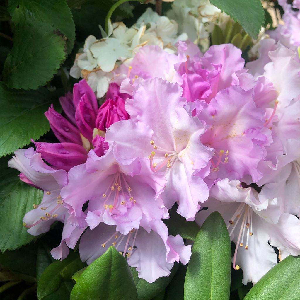 Rhododendron yakushimanum Caroline Allbrook