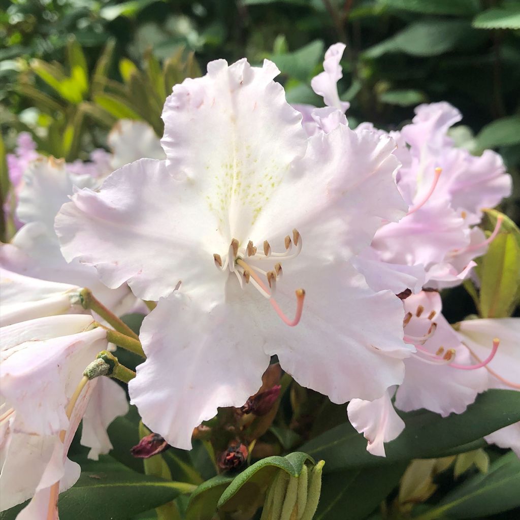 Rhododendron yakushimanum Caroline Allbrook