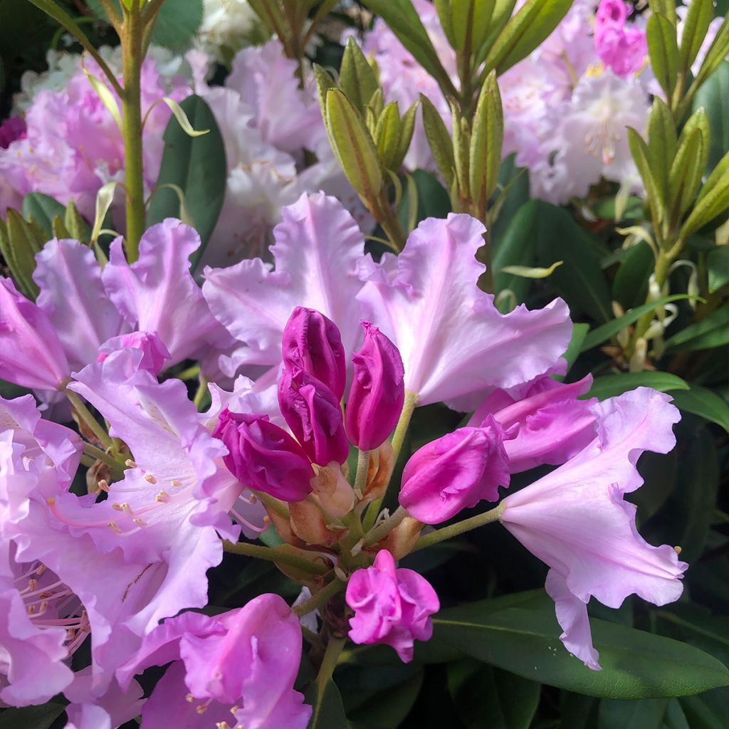 Rhododendron yakushimanum Caroline Allbrook