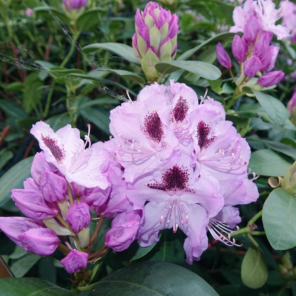 Rhododendron Blue Jay