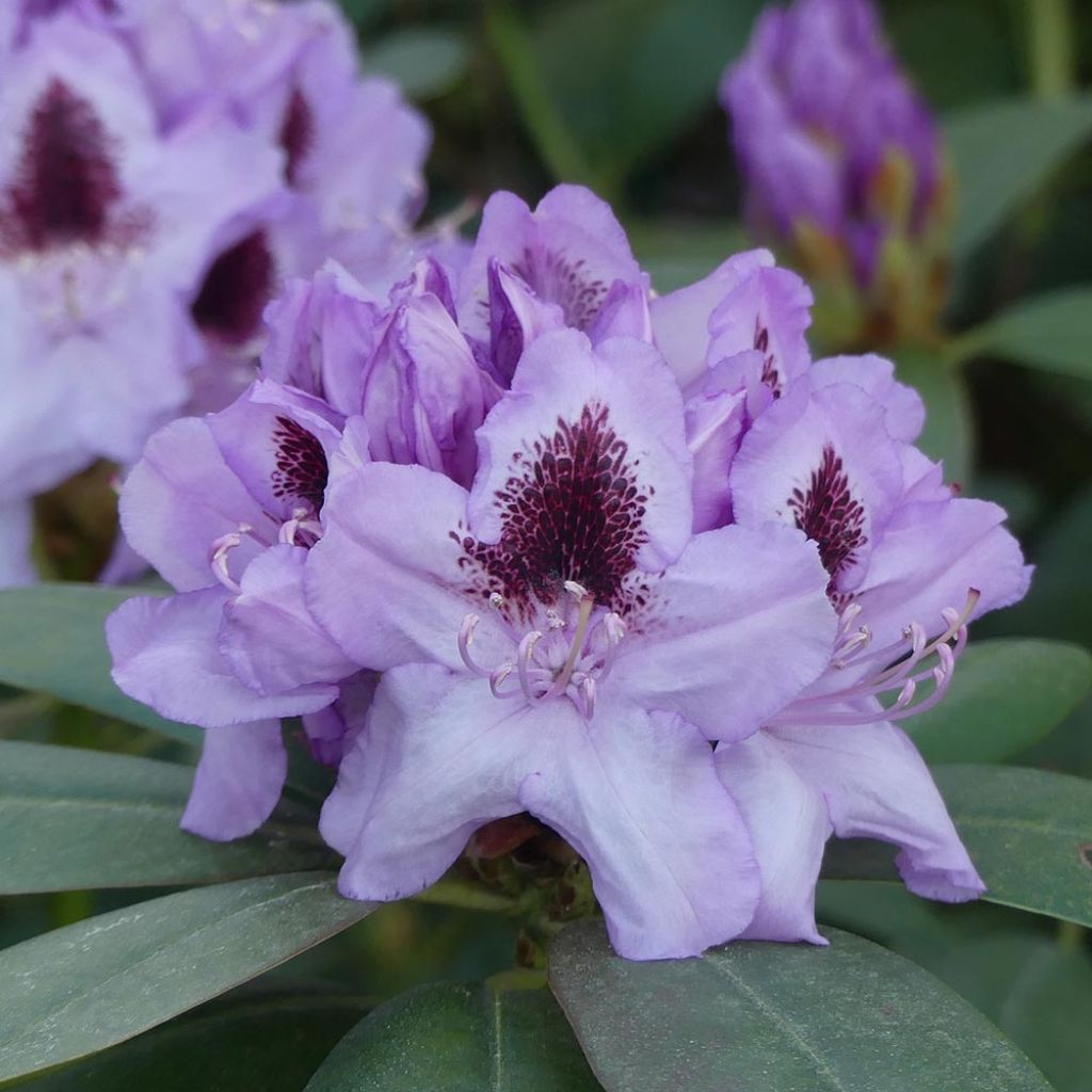 Rhododendron Blue Jay