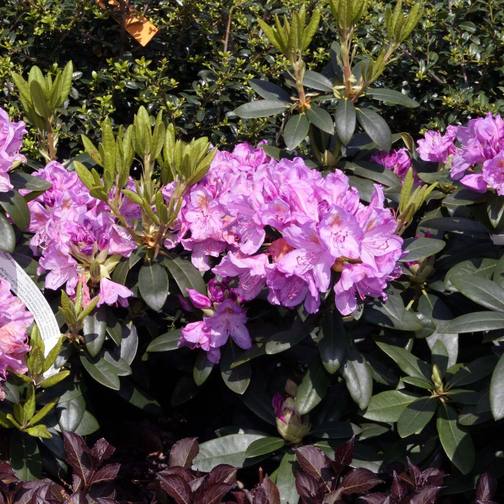 Rhododendron catawbiense Grandiflorum