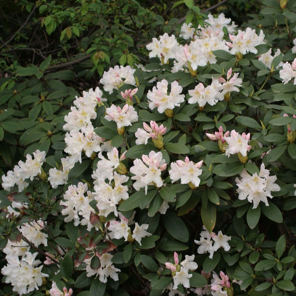 Rhododendron Cunningham's White