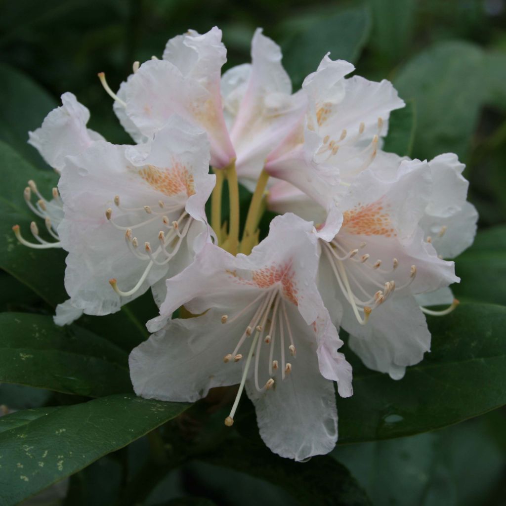 Rhododendron Cunningham's White