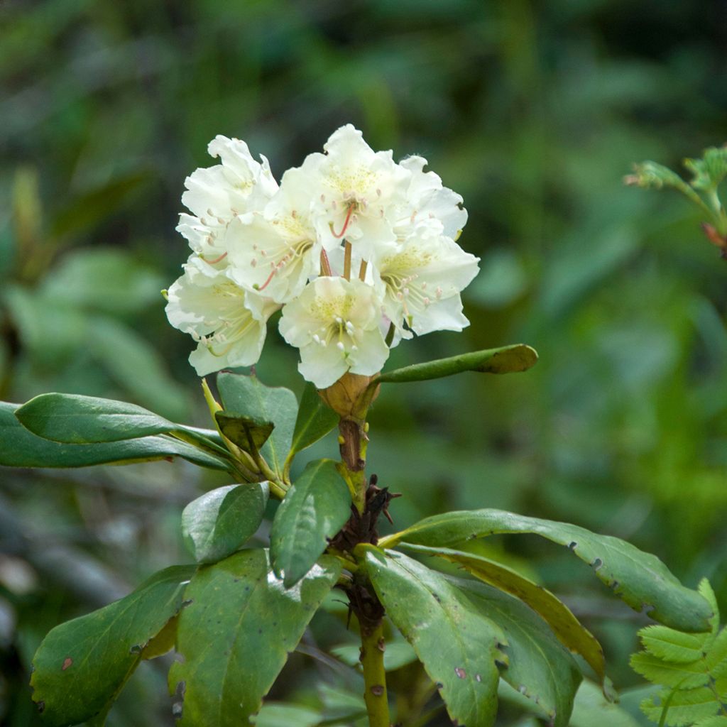 Rhododendron Cunningham's White