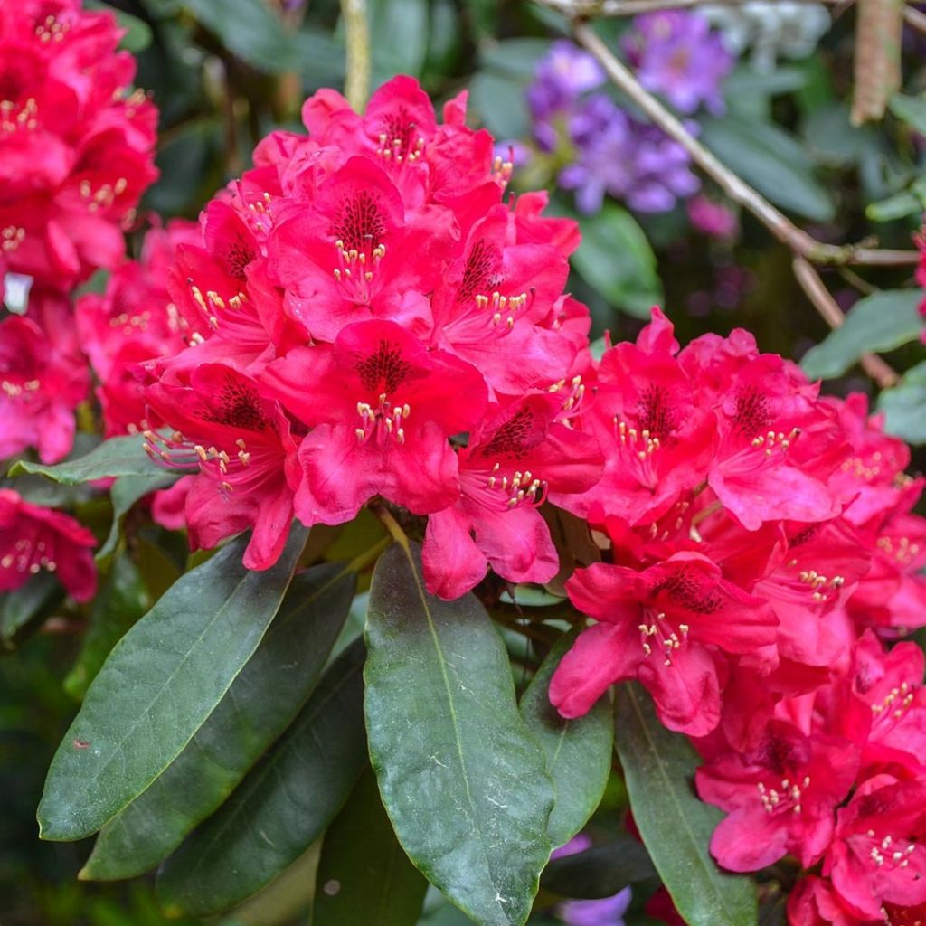 Rhododendron Elisabeth - Rhododendron nain