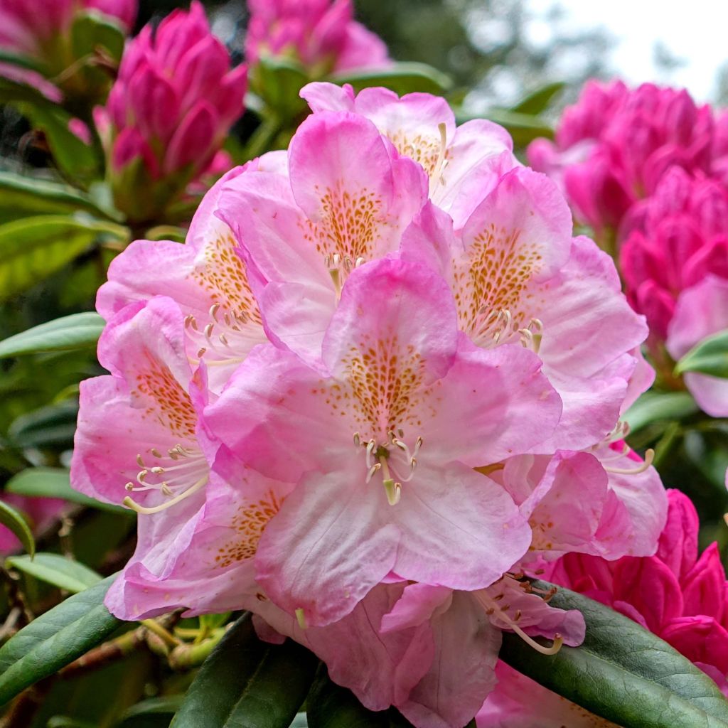 Rhododendron INKARHO Brigitte