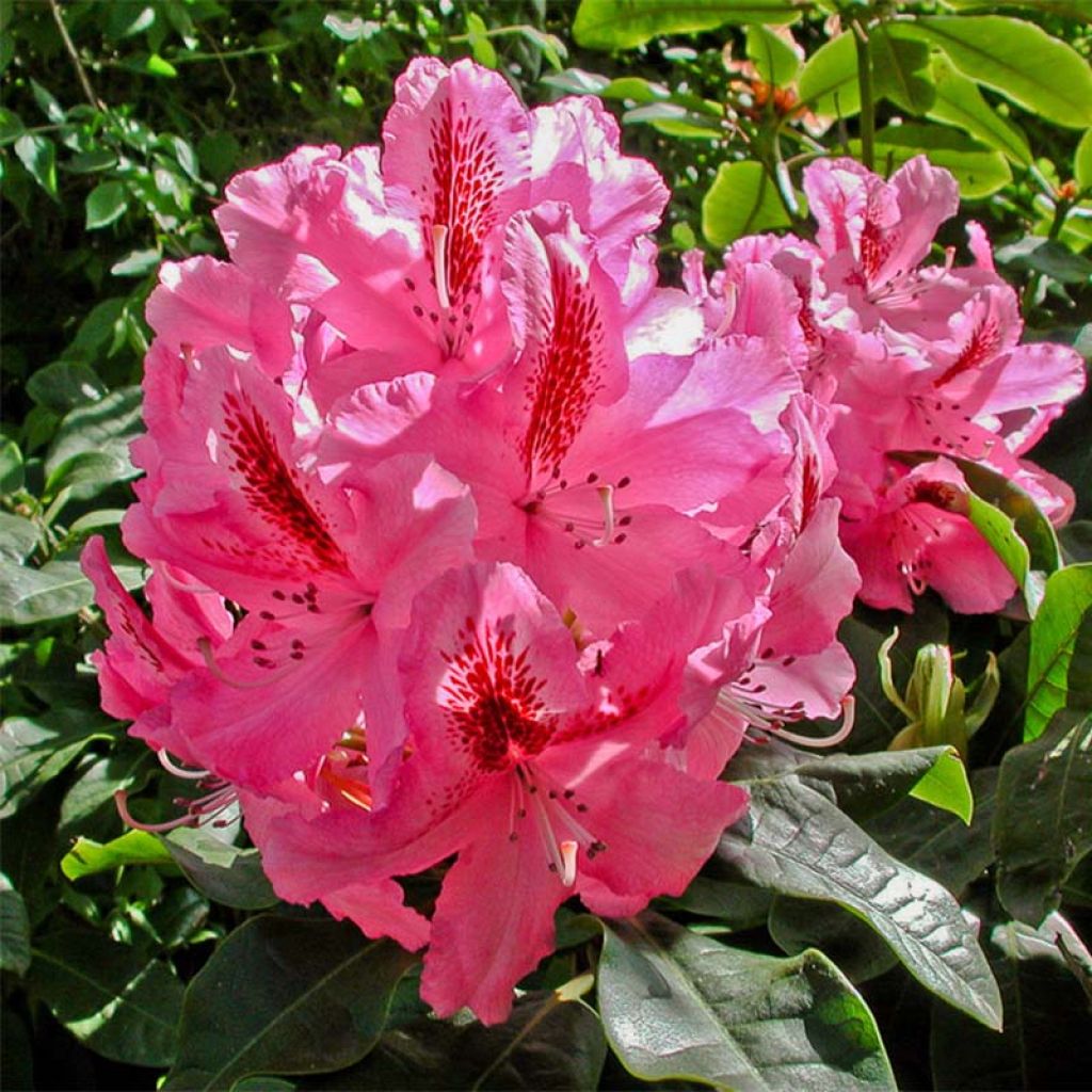 Rhododendron INKARHO Furnivall's Daughter.