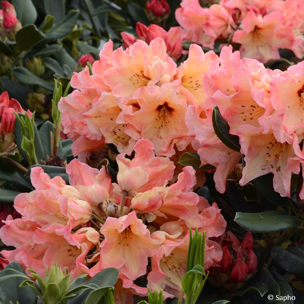 Rhododendron Lady Lasa