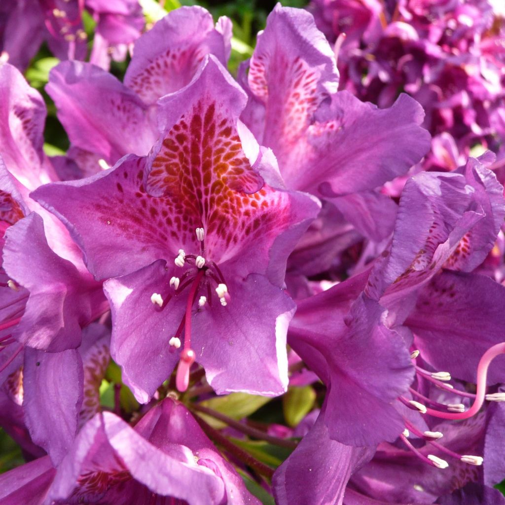 Rhododendron Marcel Ménard 