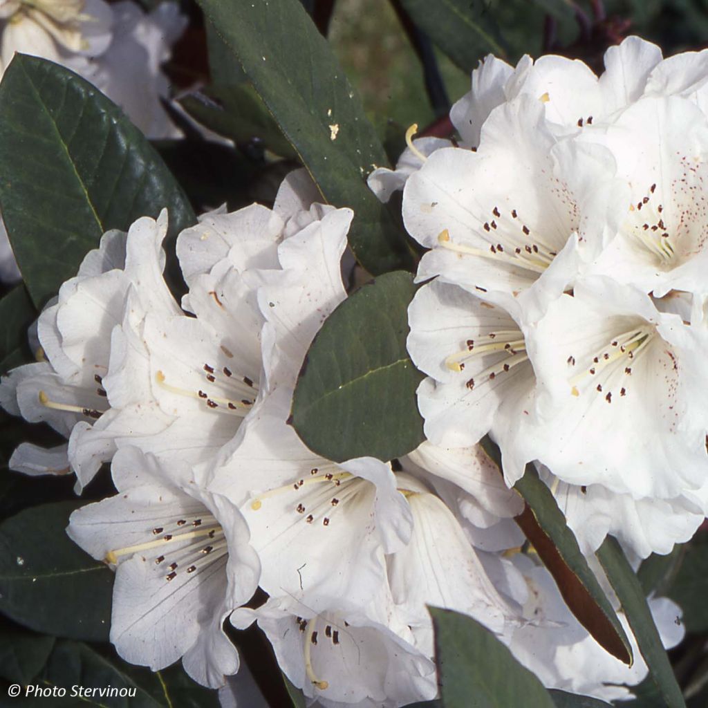 Rhododendron Sir Charles Lemon - Grand rhododendron.