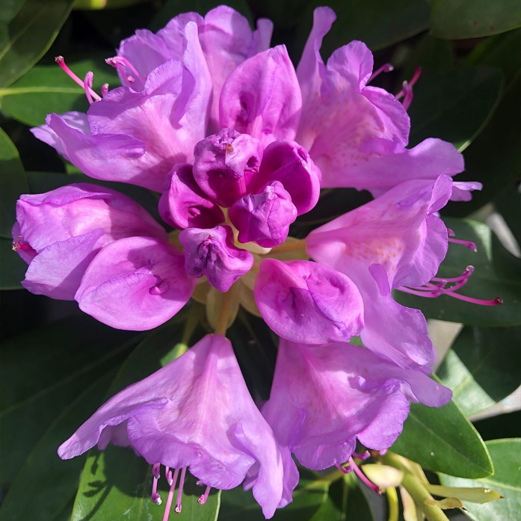 Rhododendron catawbiense Grandiflorum - Grand rhododendron