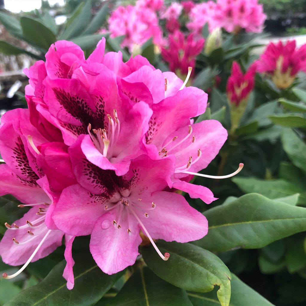 Rhododendron hybride Cosmopolitan