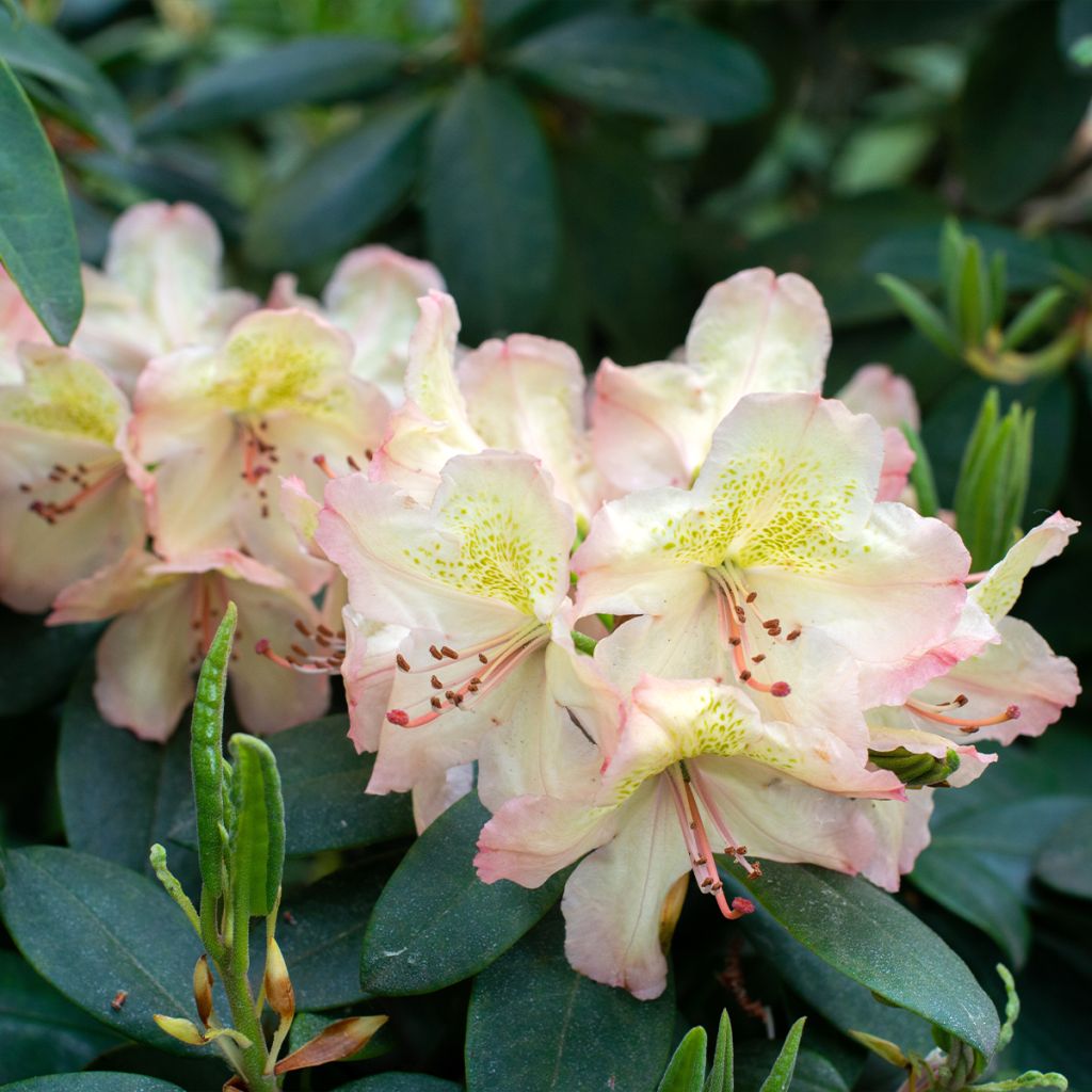 Rhododendron Easydendron INKARHO Belkanto