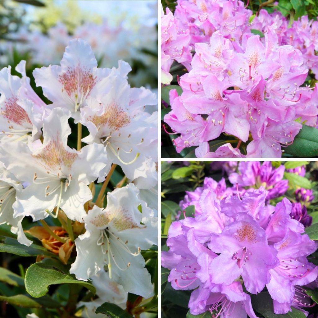 Rhododendron Three Sisters Mix