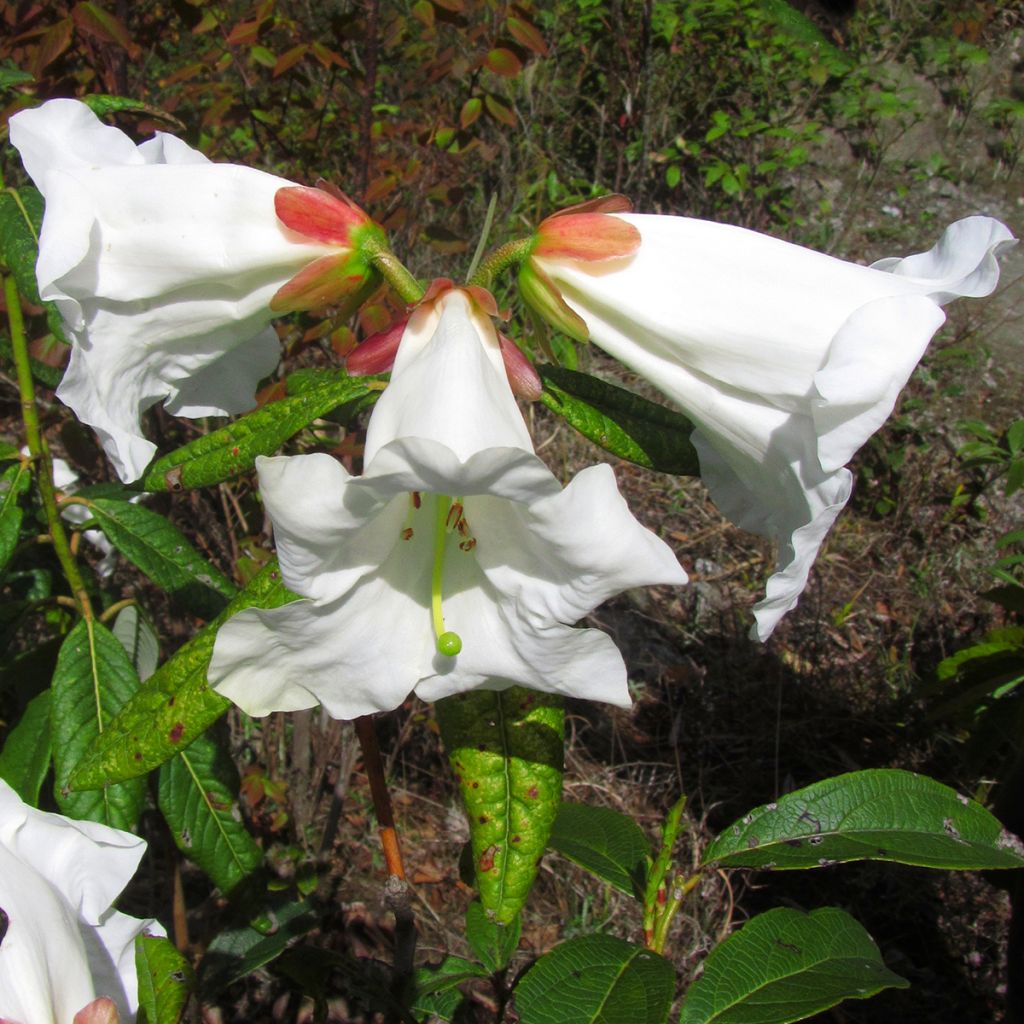 Rhododendron lindleyi - Grand rhododendron