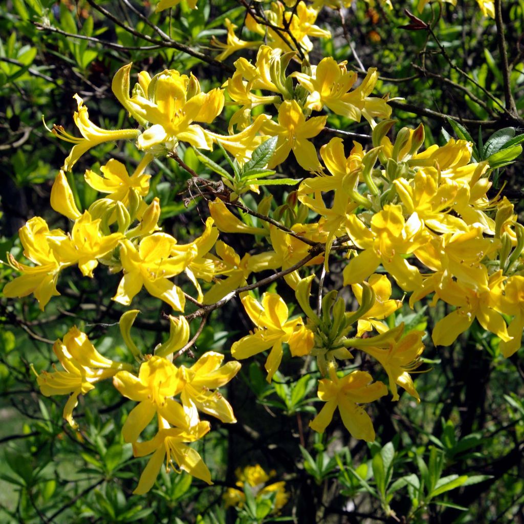 Azalea luteum - Azalea gialla