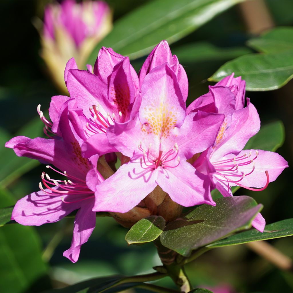 Rododendro pontico Roseum