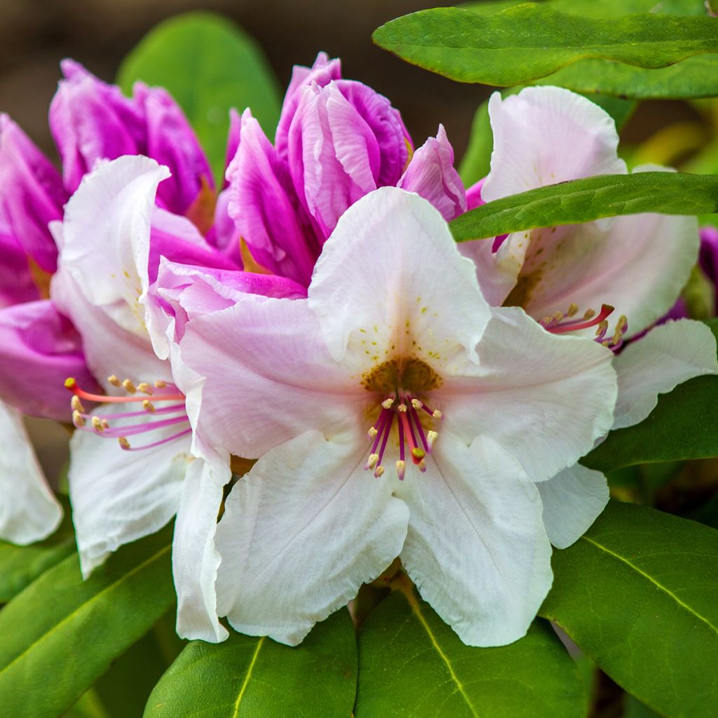 Rhododendron williamsianum Gartendirektor Rieger