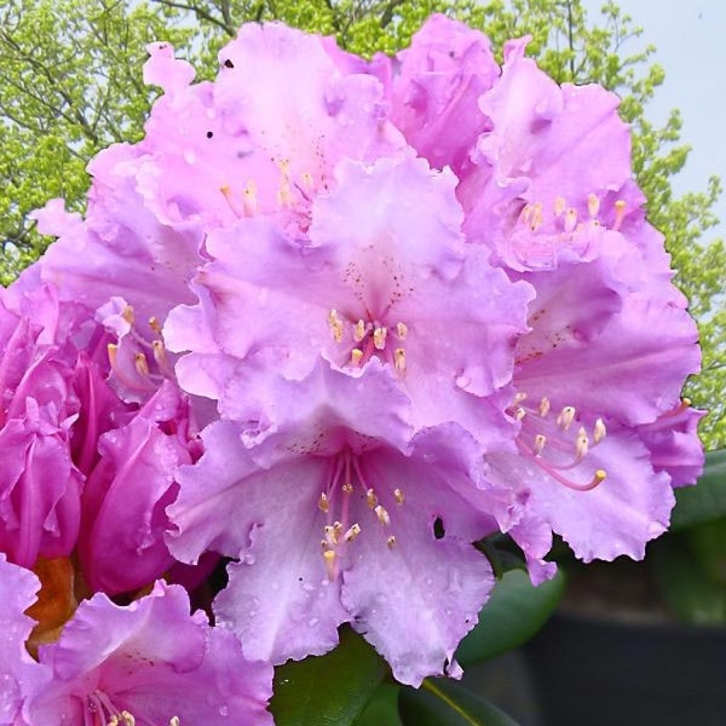 Rhododendron yakushimanum Caroline Allbrook