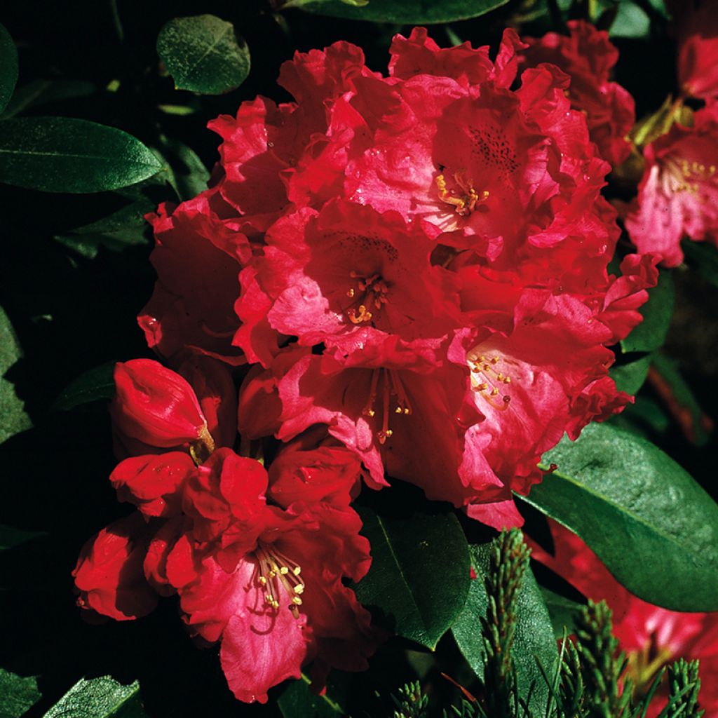 Rhododendron yakushimanum Morgenrot